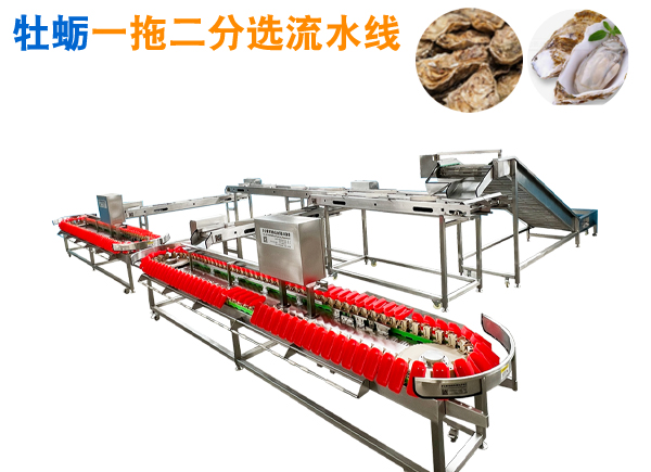 生蠔重量分選機(jī)，提升分選流水線